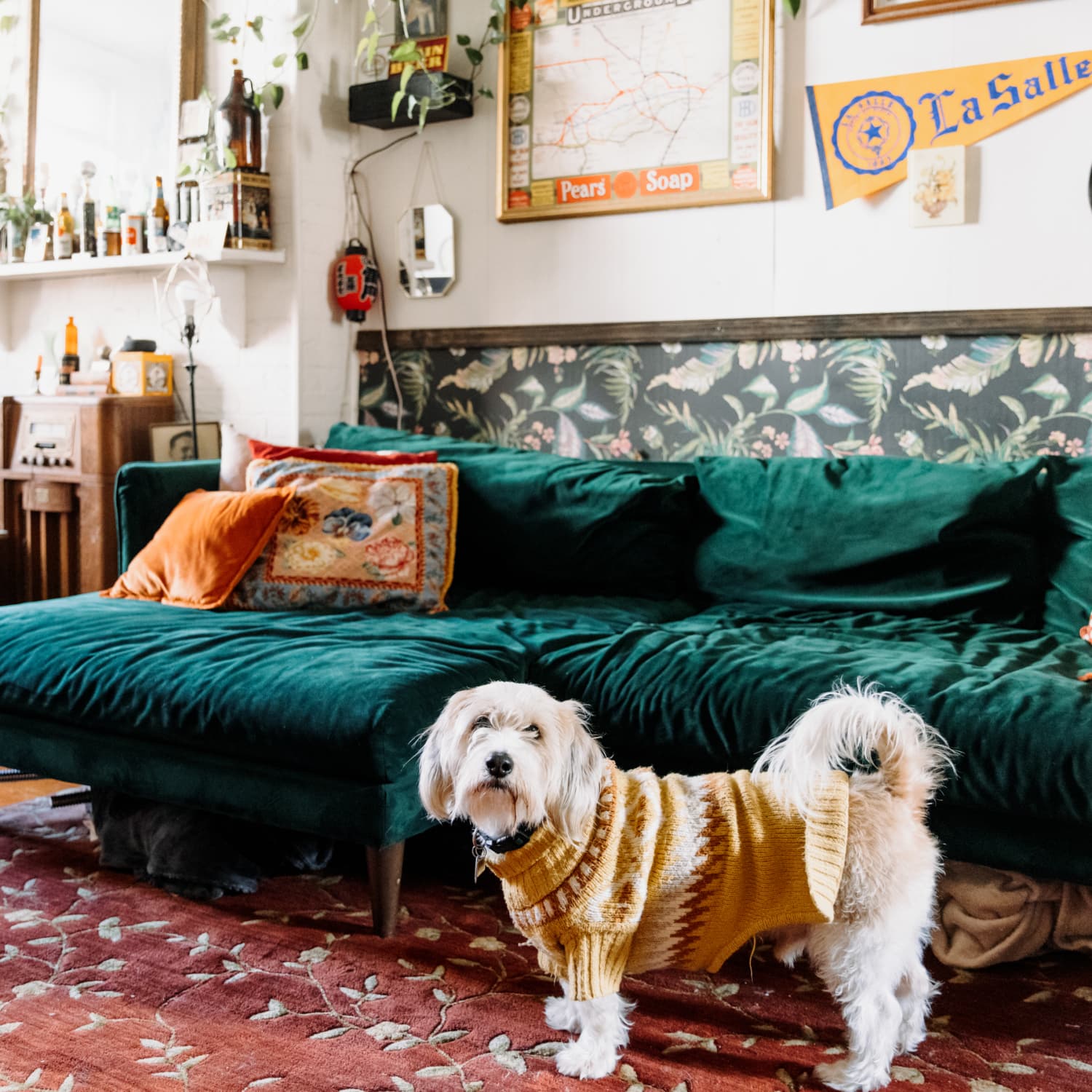 Spray to keep top dogs away from furniture